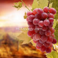 La uva roja fresca de mejor calidad